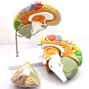 Модель Разделения Коры головного мозга Человека в Натуральную величину из 4 Частей Медицинские Обучающие Модели